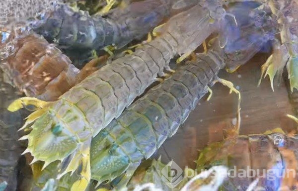 Tayland`ın sokak yemekleri

