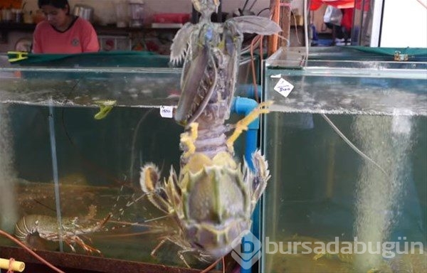 Tayland`ın sokak yemekleri
