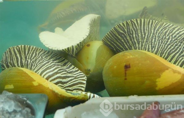 Tayland`ın sokak yemekleri
