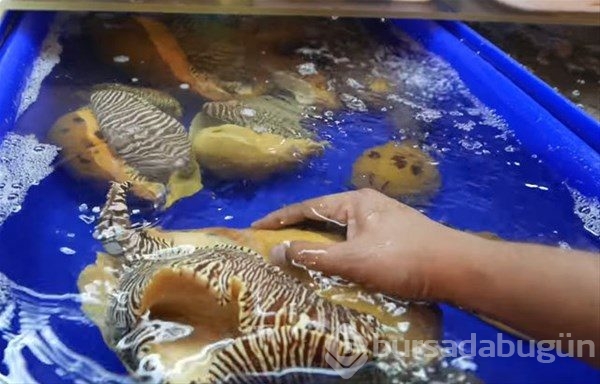 Tayland`ın sokak yemekleri
