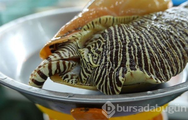 Tayland`ın sokak yemekleri
