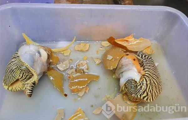Tayland`ın sokak yemekleri
