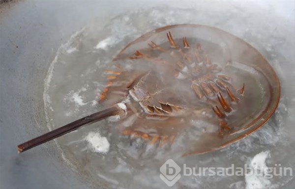 Tayland`ın sokak yemekleri
