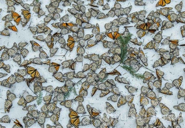 En iyi çevre fotoğrafçıları belli oldu