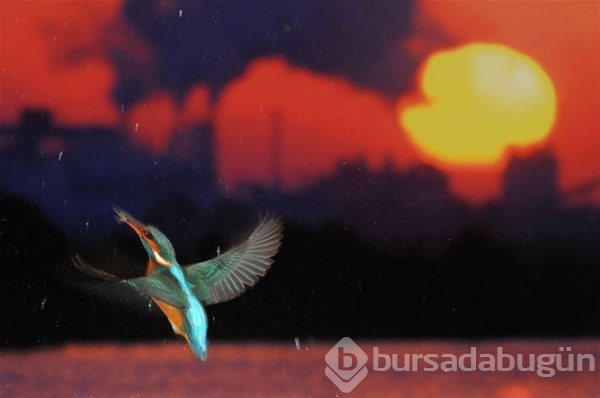 En iyi çevre fotoğrafçıları belli oldu