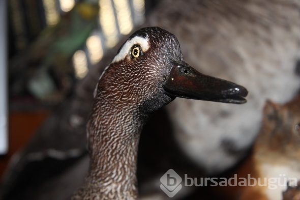 Nesli tükenen hayvanları gelecek nesillere taşıyor