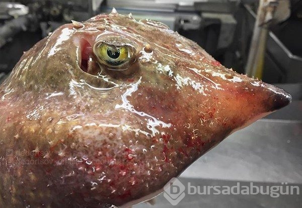 Bir anda ortaya çıkınca gören herkes hayrete düştü