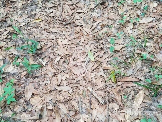 Fotoğraflarda gizlenmiş hayvanları bulabilecek misiniz?
