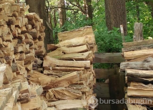 Fotoğraflarda gizlenmiş hayvanları bulabilecek misiniz?
