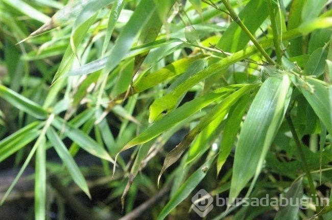Fotoğraflarda gizlenmiş hayvanları bulabilecek misiniz?
