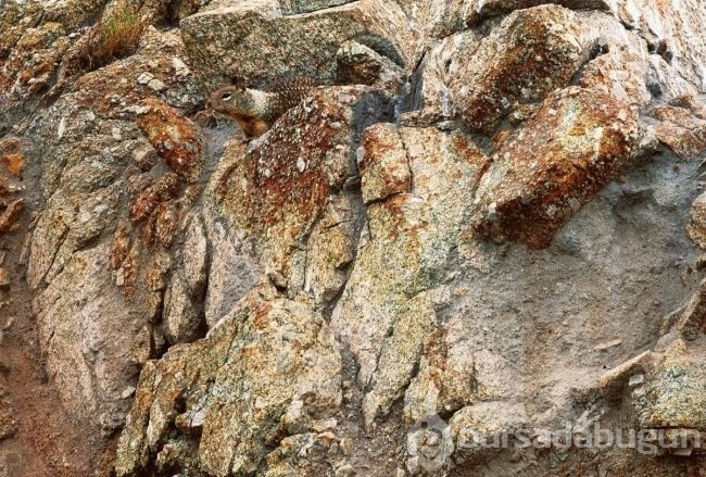 Fotoğraflarda gizlenmiş hayvanları bulabilecek misiniz?
