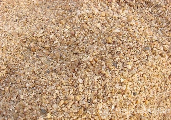 Fotoğraflarda gizlenmiş hayvanları bulabilecek misiniz?
