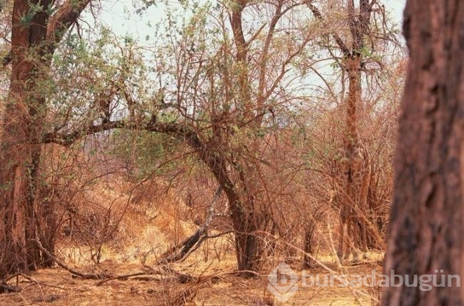 Fotoğraflarda gizlenmiş hayvanları bulabilecek misiniz?
