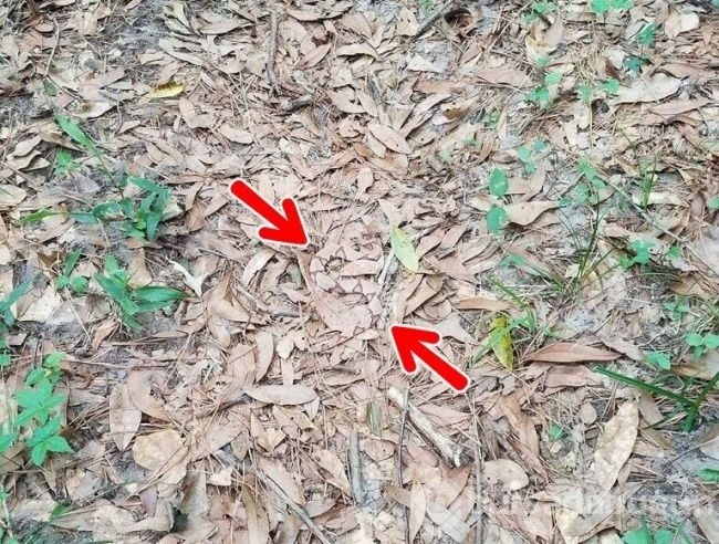 Fotoğraflarda gizlenmiş hayvanları bulabilecek misiniz?
