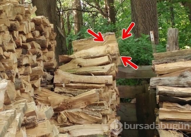 Fotoğraflarda gizlenmiş hayvanları bulabilecek misiniz?
