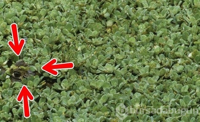 Fotoğraflarda gizlenmiş hayvanları bulabilecek misiniz?
