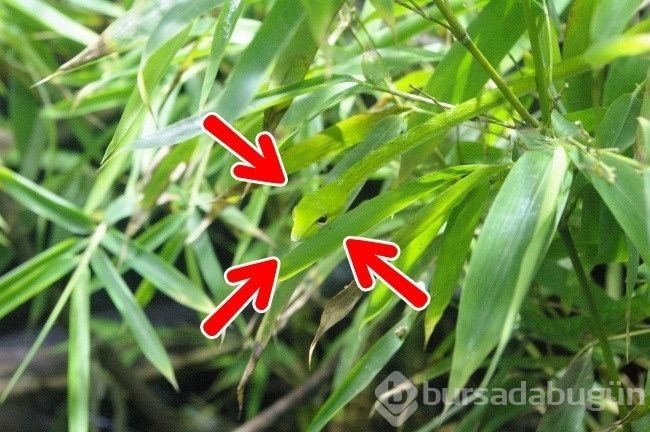 Fotoğraflarda gizlenmiş hayvanları bulabilecek misiniz?

