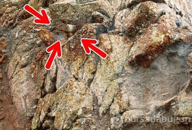 Fotoğraflarda gizlenmiş hayvanları bulabilecek misiniz?
