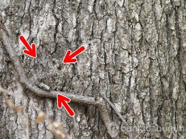 Fotoğraflarda gizlenmiş hayvanları bulabilecek misiniz?
