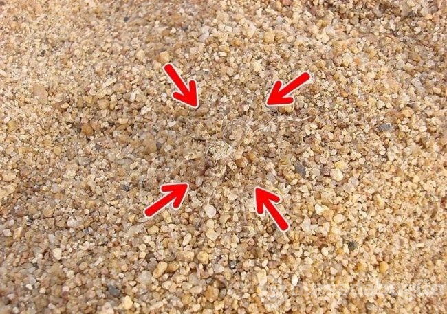 Fotoğraflarda gizlenmiş hayvanları bulabilecek misiniz?

