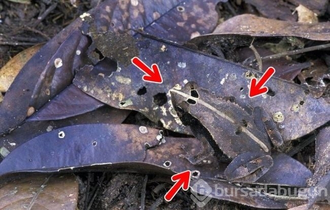Fotoğraflarda gizlenmiş hayvanları bulabilecek misiniz?
