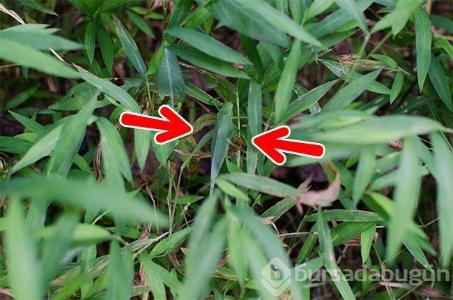 Fotoğraflarda gizlenmiş hayvanları bulabilecek misiniz?
