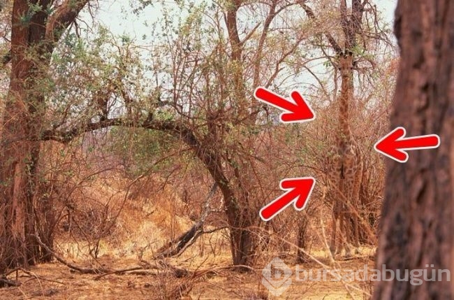 Fotoğraflarda gizlenmiş hayvanları bulabilecek misiniz?
