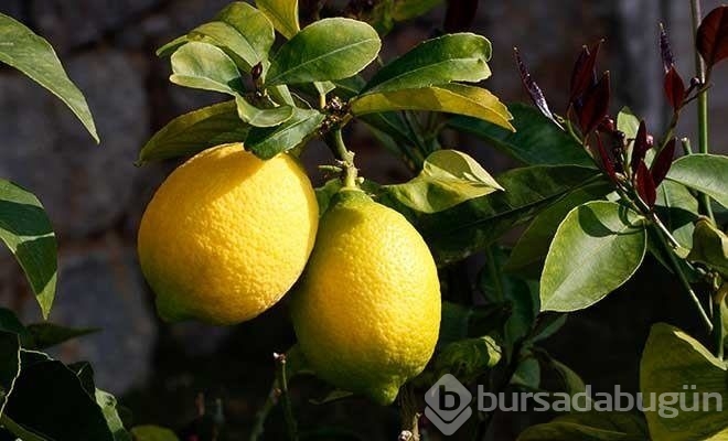 Limonlu su içmenin faydası
