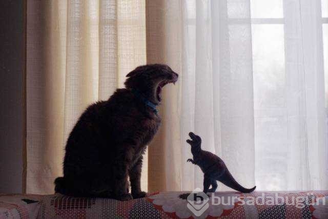 Günün en çok paylaşılan fotoğrafları
