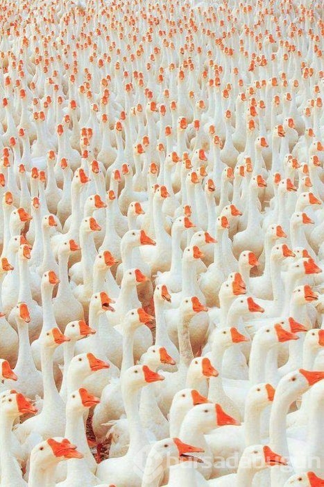 Konuşan fotoğraflar!