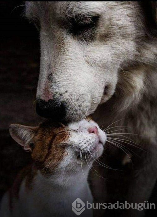 Konuşan fotoğraflar!