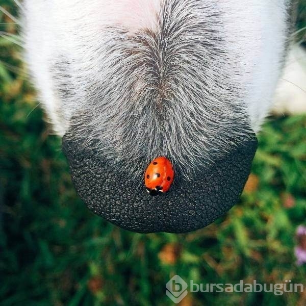 Konuşan fotoğraflar!