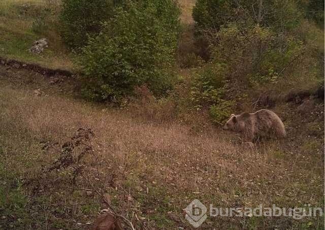 Yiyecek bulmakta güçlük çeken yabani hayvanlar!
