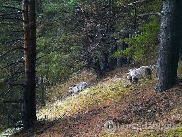 Yiyecek bulmakta güçlük çeken yabani hayvanlar!

