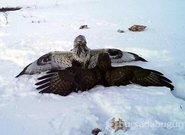 Yiyecek bulmakta güçlük çeken yabani hayvanlar!
