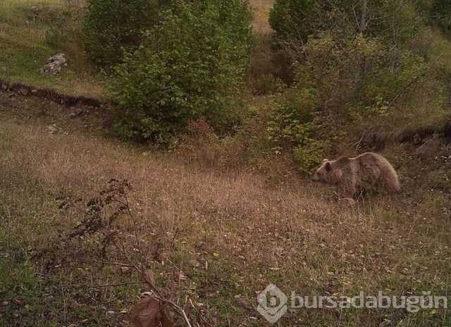 Yiyecek bulmakta güçlük çeken yabani hayvanlar!
