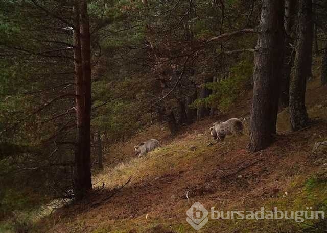 Yiyecek bulmakta güçlük çeken yabani hayvanlar!
