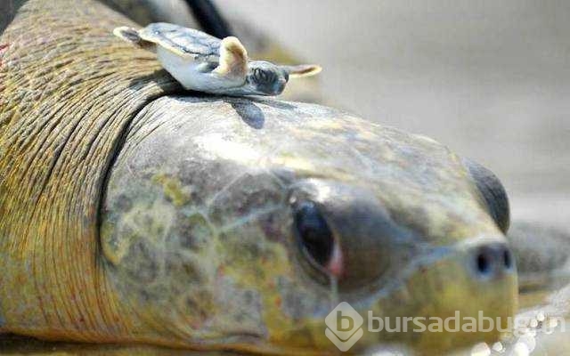 Günü en çok paylaşılan fotoğrafları