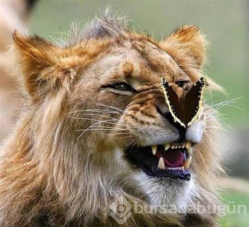Bu fotoğraflarda photoshop yok!