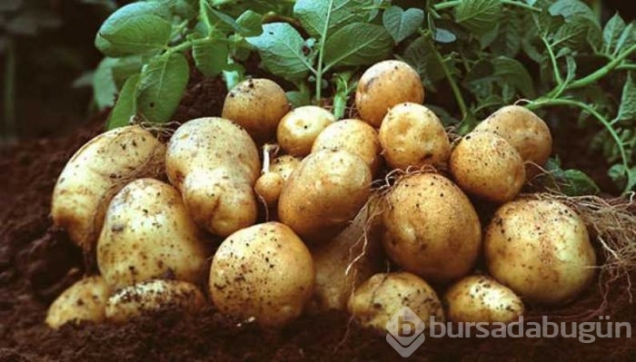 Patates suyunun mucizevi faydaları! 