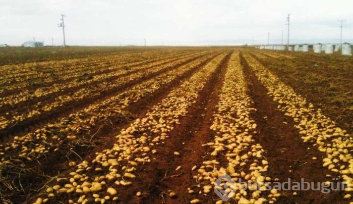 Patates suyunun mucizevi faydaları! 
