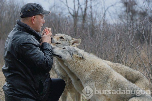 Kurtlar hakkında bilmemiz gerekenler
