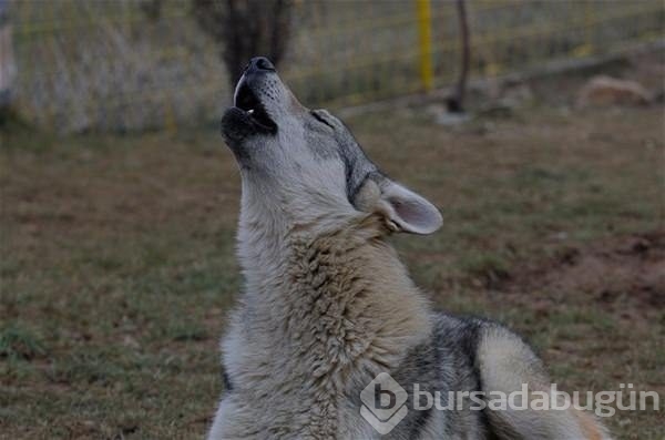 Kurtlar hakkında bilmemiz gerekenler
