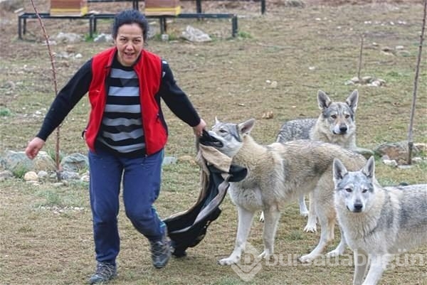 Kurtlar hakkında bilmemiz gerekenler
