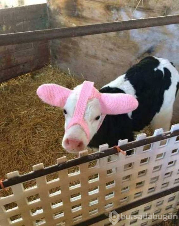 Günün en çok paylaşılan fotoğrafları
