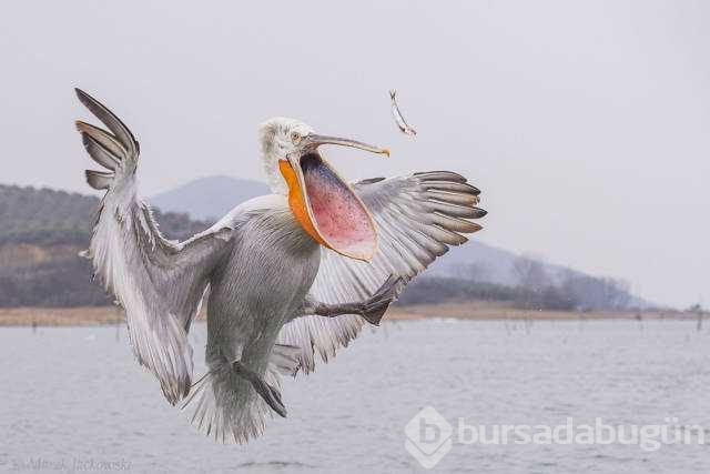 Günün en çok paylaşılan fotoğrafları
