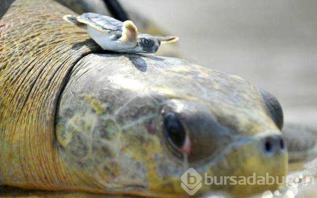 Günün en çok paylaşılan fotoğrafları
