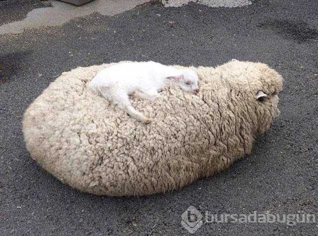Günün en çok paylaşılan fotoğrafları
