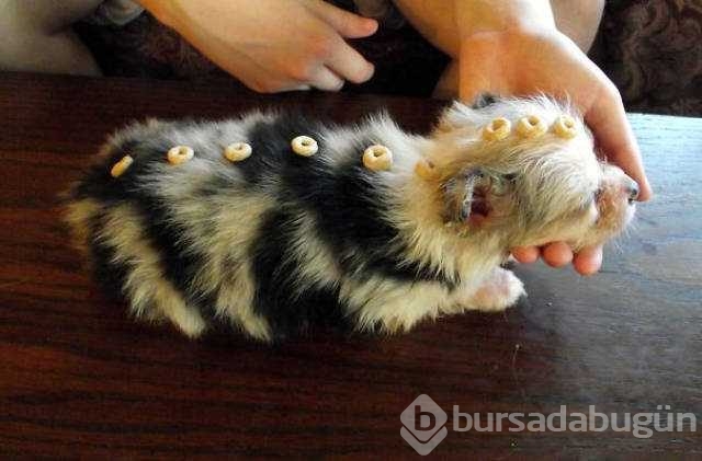 Sokağa böyle çıktı üzerinde kıyafet var sanıyorsunuz ama