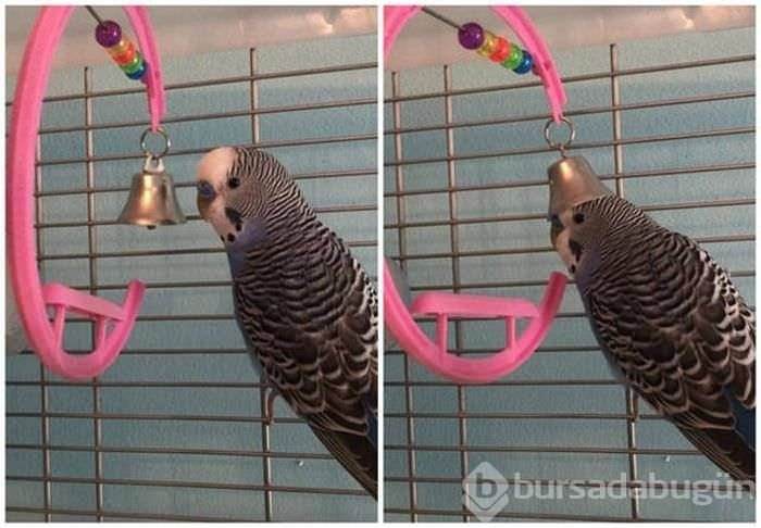 Birbirinden ilginç kareler!